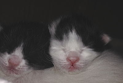 仔猫誕生！奇跡の３匹　-　くろじ編　-　写真１