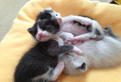 仔猫誕生！奇跡の３匹　-　おと編　-　写真４